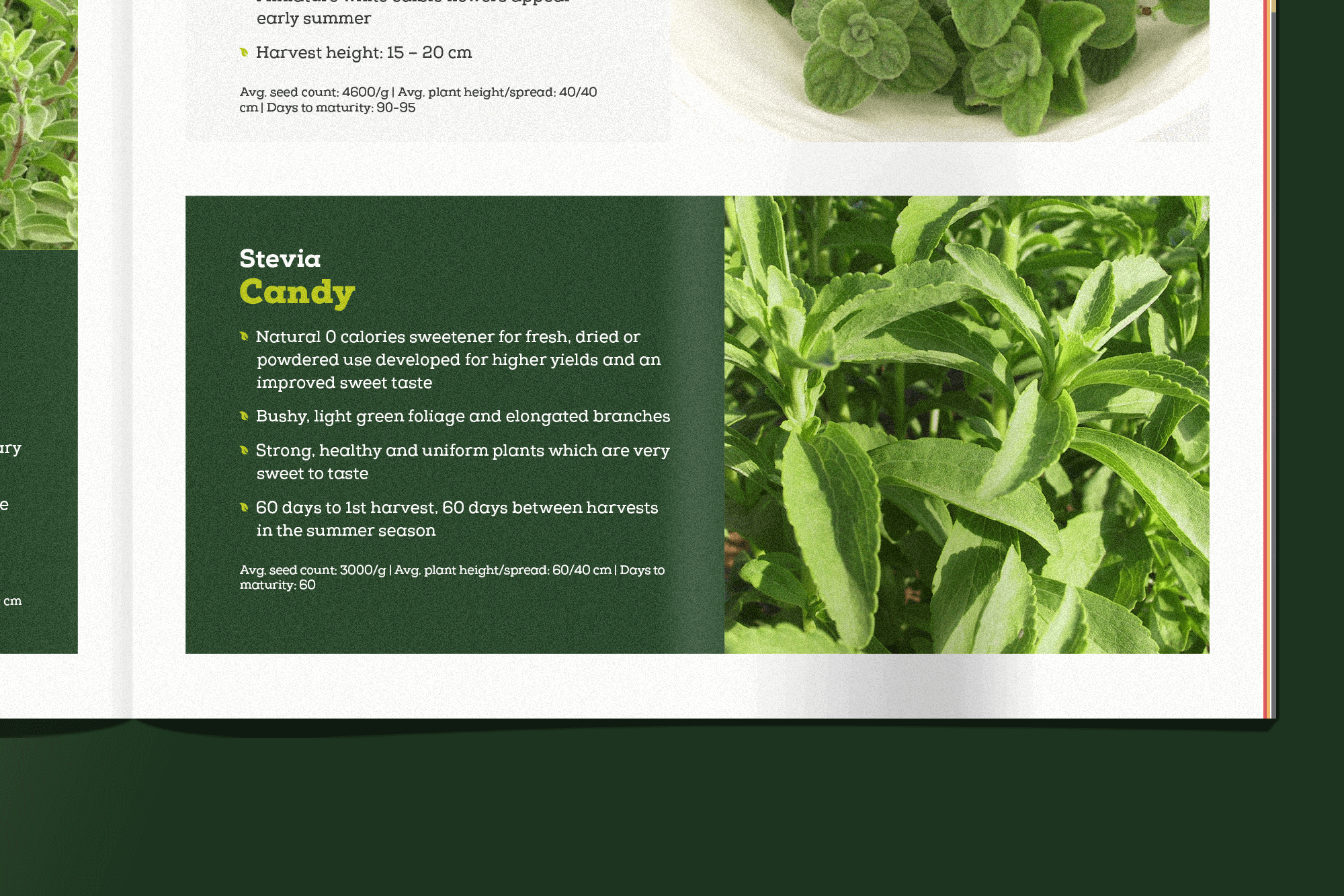 haesselbarth-de-Vegetalis-branding-Detail Katalog Detail für das Branding von Vegetalis für Syngenta